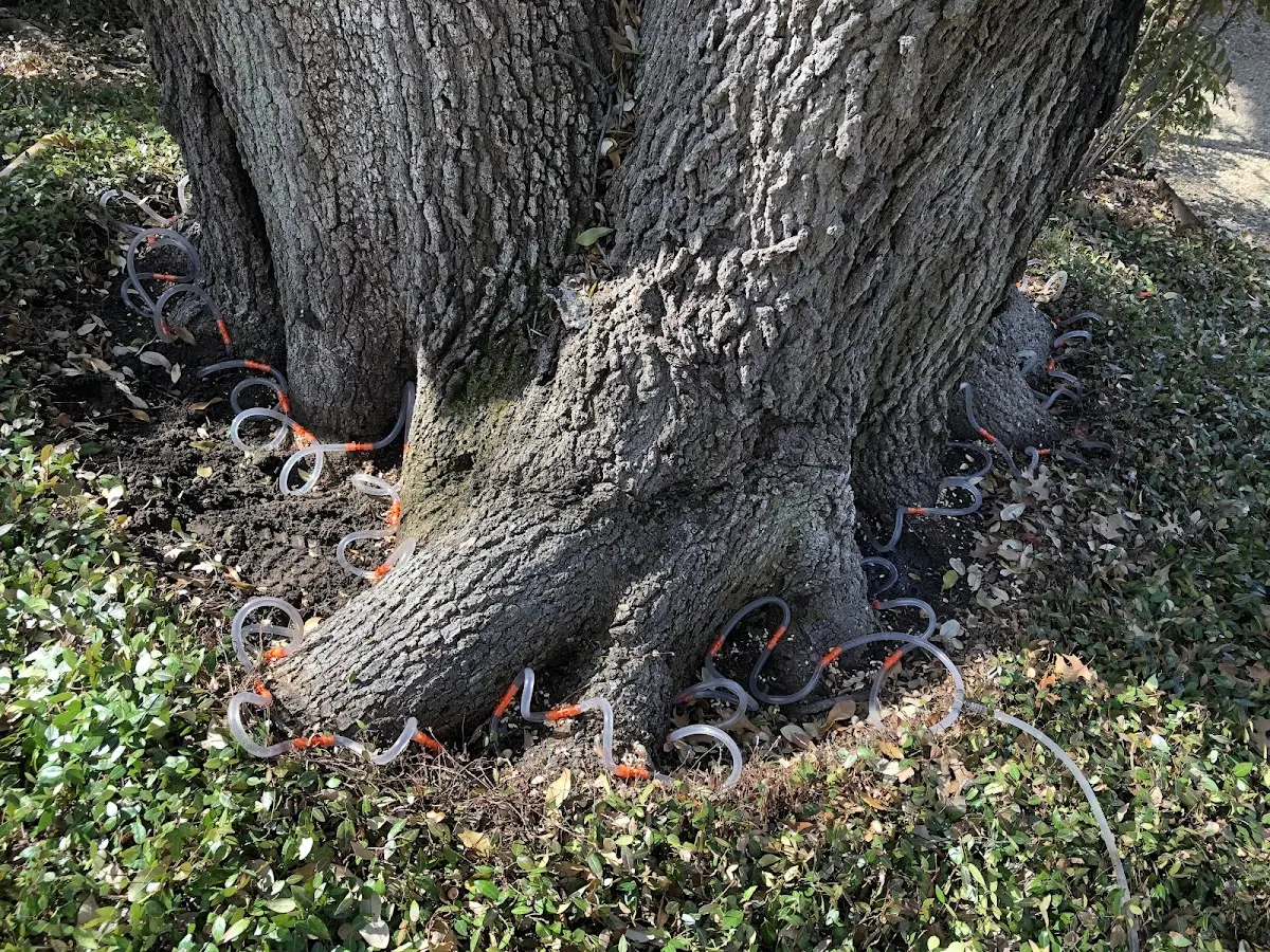 Detailed Tree Cabling and Bracing job site in Fort Valley