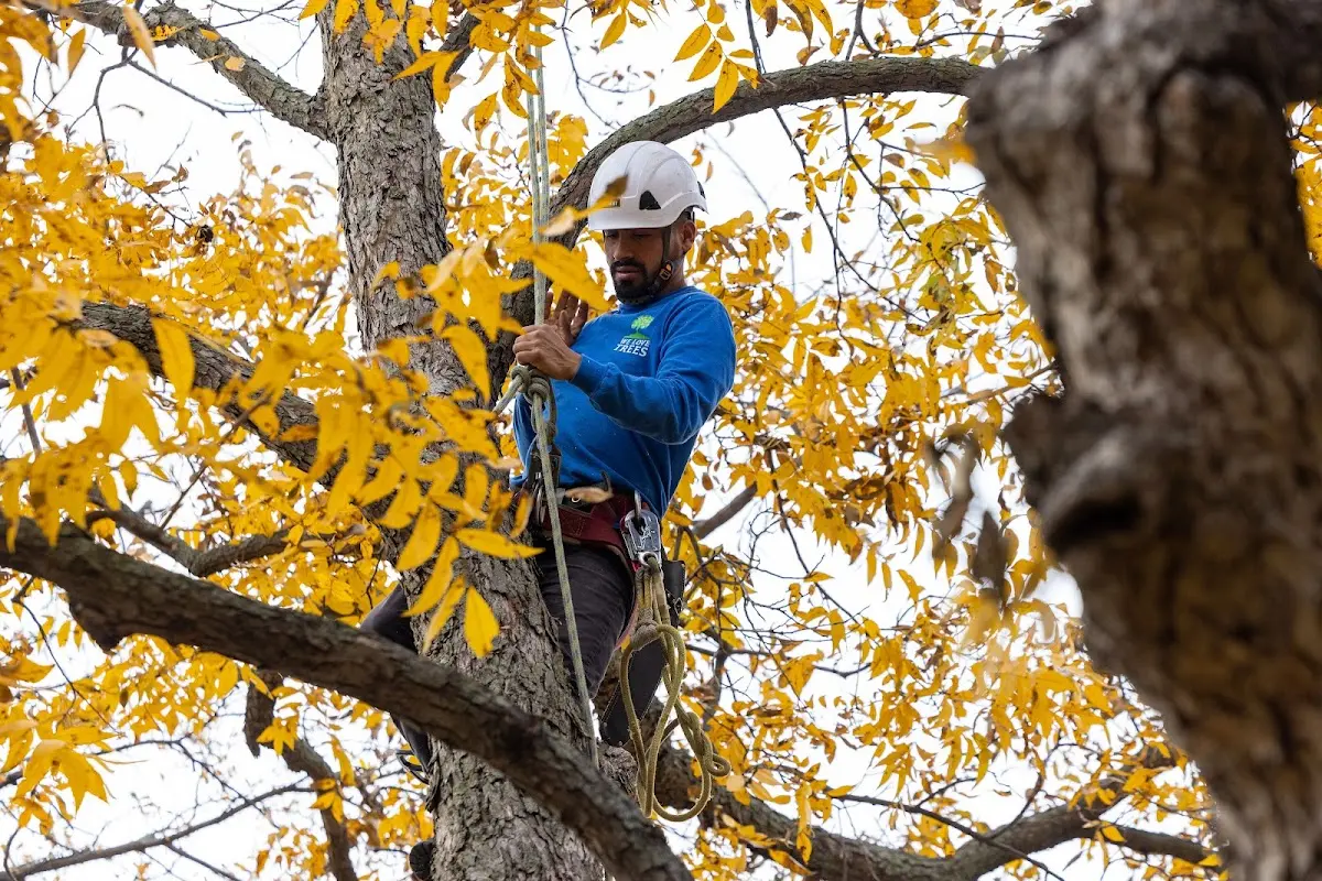 Skilled Tree Pruning crew working in Fort Valley